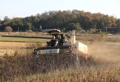 湖北荆门：决明子采收忙      