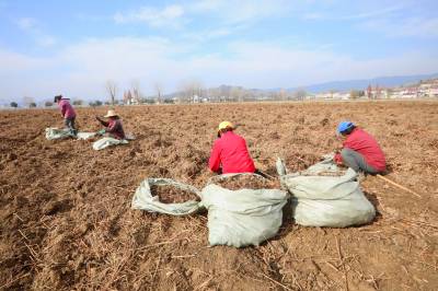 房县：采收特色中药材金荞麦