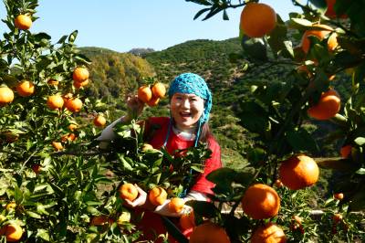 湖北南漳：游人醉橘乡