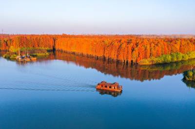 “水上森林”进入最佳观赏期