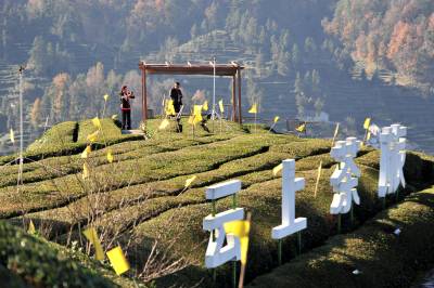夷陵：乡村“云上茶旅”的别样风情