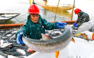  嘉鱼三湖连江梅懈湖生态鲜鱼喜获丰收（客户端采稿）