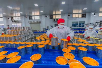 湖北秭归：脐橙深加工出口旺