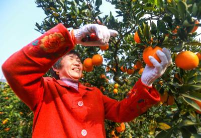 精细采橙助增收