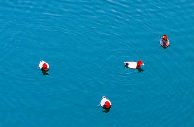 红头潜鸭现身郧阳湖国家湿地公园（客户端采稿）