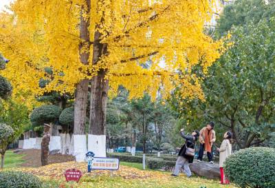 湖北恩施：冬日彩叶缤纷美如画