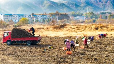 湖北英山：“订单药材”收获忙