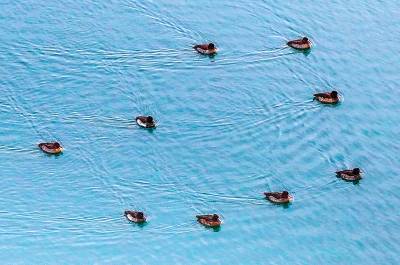 国家一级保护动物青头潜鸭现身郧阳湖国家湿地公园（客户端采稿）