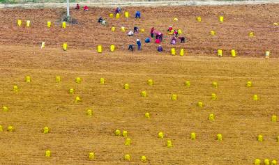 郧阳加快收获20万亩红薯  