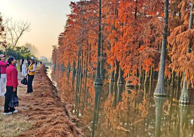 武汉新洲涨渡湖湿地美如画    吸引了数千市民游客观赏