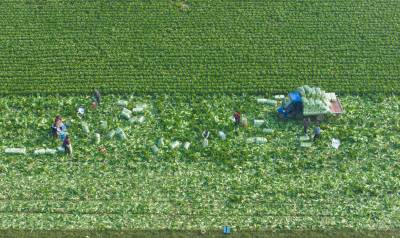 冬季蔬菜采收保供应（客户端采稿）