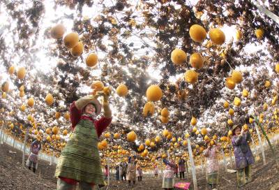 湖北钟祥：瓜蒌喜丰收 农户采收忙（客户端采稿）