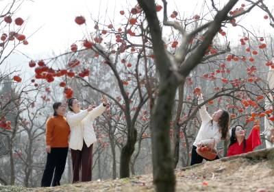 湖北荆门：金柿满枝引客来（客户端采稿）