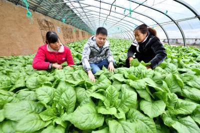 农技服务进大棚 确保蔬菜“温暖”过冬