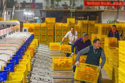 湖北秭归：脐橙海内外市场供销忙（客户端采稿）