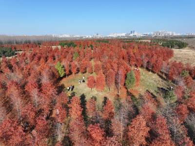 生态公园冬景如画