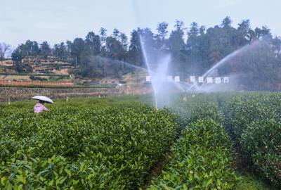 湖北秭归：冬日茶园管护忙