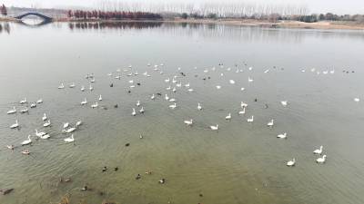 当阳：季家湖生态蝶变为“天鹅湖”（客户端采稿）