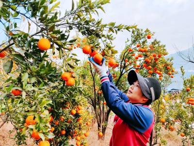 “橘姐在线”采橘忙