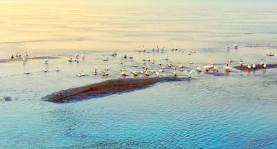 天鹅集体“打卡”华容芦花江心洲（客户端采稿）