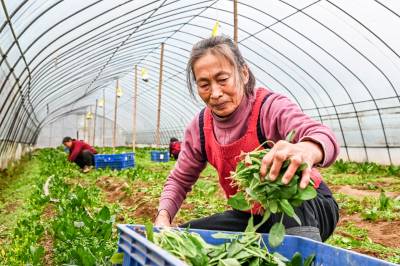 湖北英山：大棚蔬菜助农增收