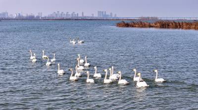 湖北宜城：天鹅翔集绘就生态画卷（客户端采稿）