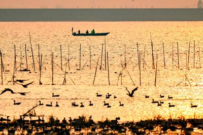 湖北黄冈：巡护暖冬护候鸟