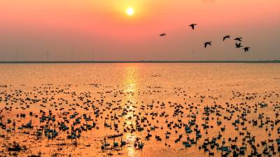 龙感湖：生态湿地 候鸟乐园