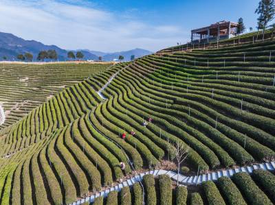 生态茶园冬管忙（客户端采稿）