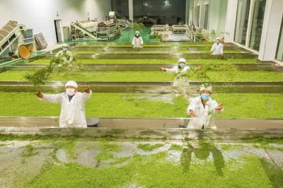 湖北秭归:十万茶农走上脱贫致富路