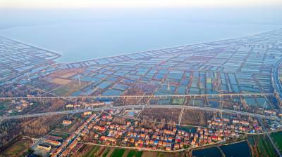 湖北武汉：涨渡湖湿地冬景美如画