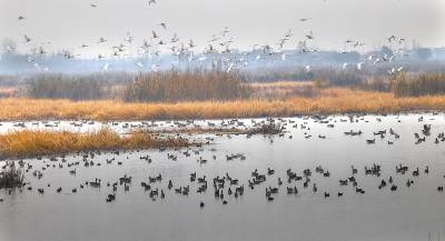 十万鸟翔集老观湖国家湿地公园（客户端采稿）