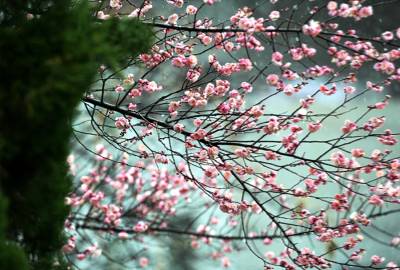 湖北保康：红梅花开迎新年