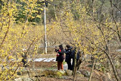 野生腊梅花盛开游客踏雪来