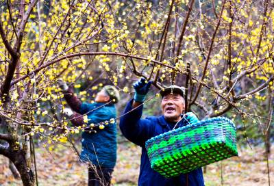 腊梅花开助增收