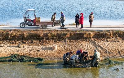 湖北浠水：冬捕年鱼鱼满仓