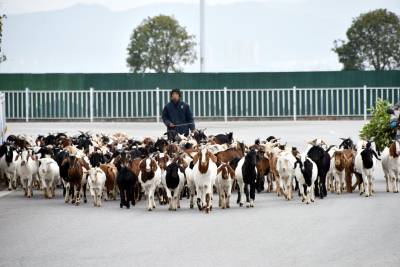  养殖山羊助增收      