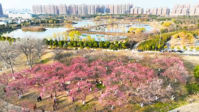 武汉竹叶海公园迎来「梅」好时光（客户端采稿）