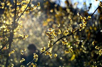 湖北保康：“蜡梅王国”蜡梅香