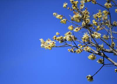 湖北保康：冬日“梅”景如画