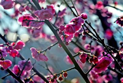 湖北南漳：初燃的红梅