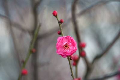 郧阳:凌寒红梅开