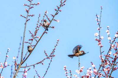 湖北秭归：红梅枝头小鸟俏（客户端采稿）