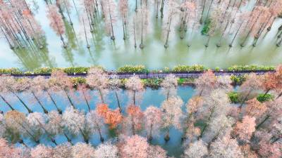 涨渡湖深冬：水上森林的童话仙境