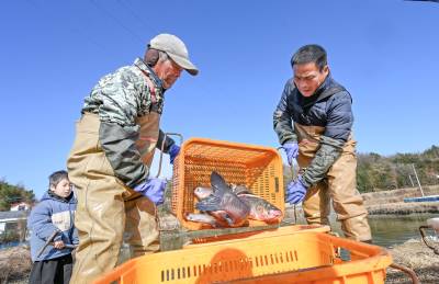 湖北英山：捕年鱼供市场