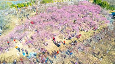 湖北武汉：冬日“梅”景引客来