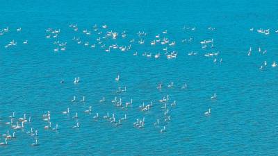 梁子湖上候鸟舞清波