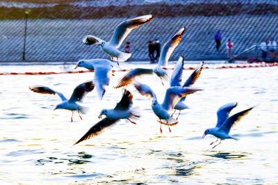 海鸥齐舞水源区