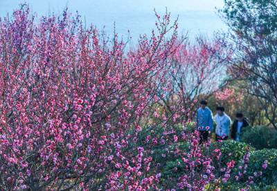 红梅绽放引客来