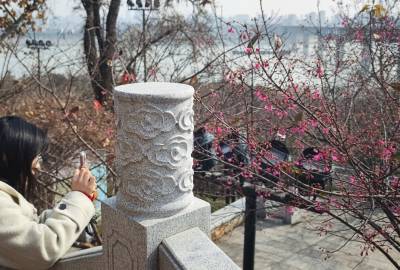 武汉:汉阳龟山公园樱花梅花同时提前绽放难得一见